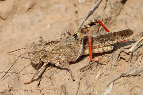 Ridgeback grasshopper