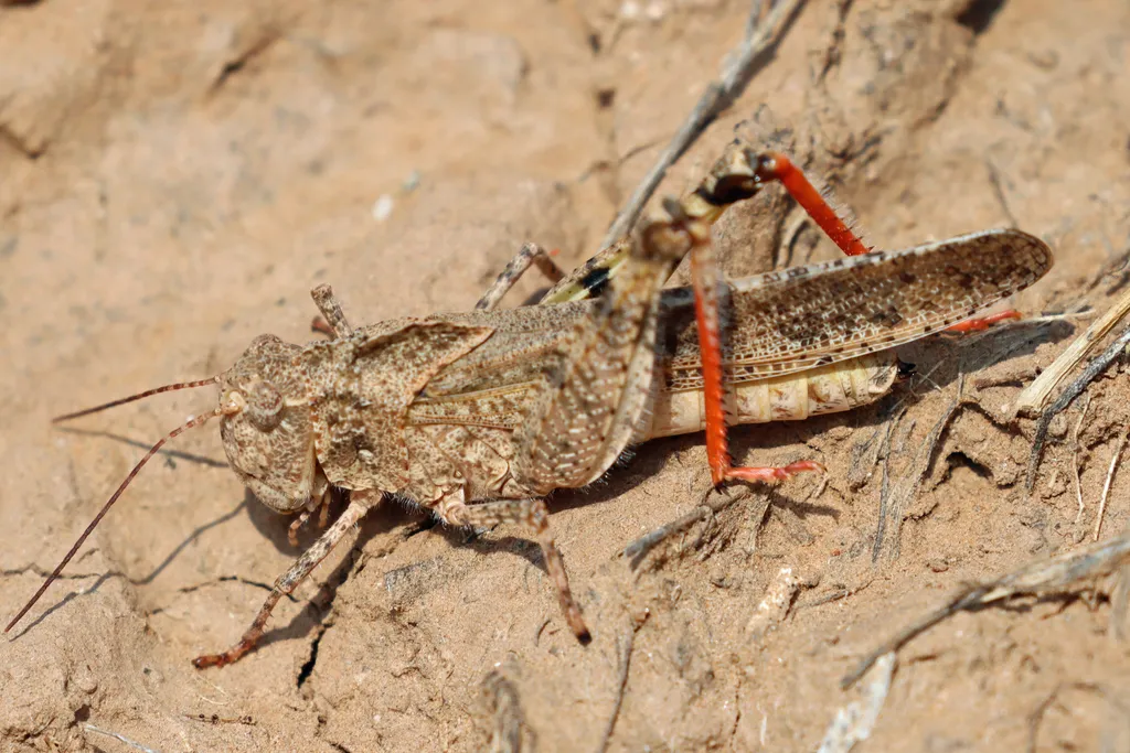 Ridgeback grasshopper - photo 2