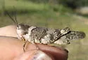 Say's Grasshopper