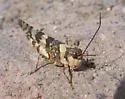 Say's Grasshopper - photo 2