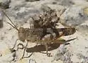 Say's Grasshopper - photo 4