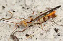 Marbled Grasshopper - photo 2