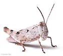 Marbled Grasshopper - photo 3