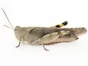 Ledge Grasshopper