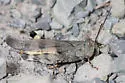 Ledge Grasshopper - photo 5