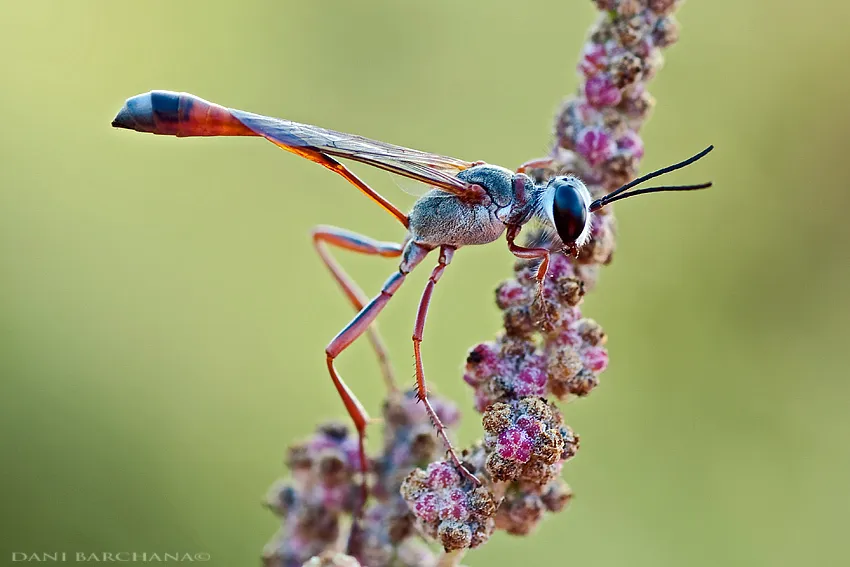 Thread-waisted Wasps - photo 2