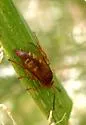 Pacific Cicada-killer Wasp