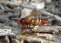 Pacific Cicada-killer Wasp - photo 2