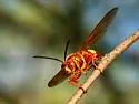 Pacific Cicada-killer Wasp - photo 3