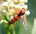 Pacific Cicada-killer Wasp - photo 4