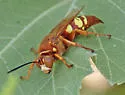 Pacific Cicada-killer Wasp - photo 5