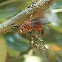 Caribbean Cicada-killer Wasp