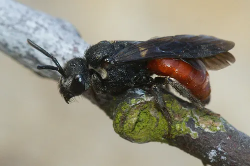White-lipped Blood Bee
