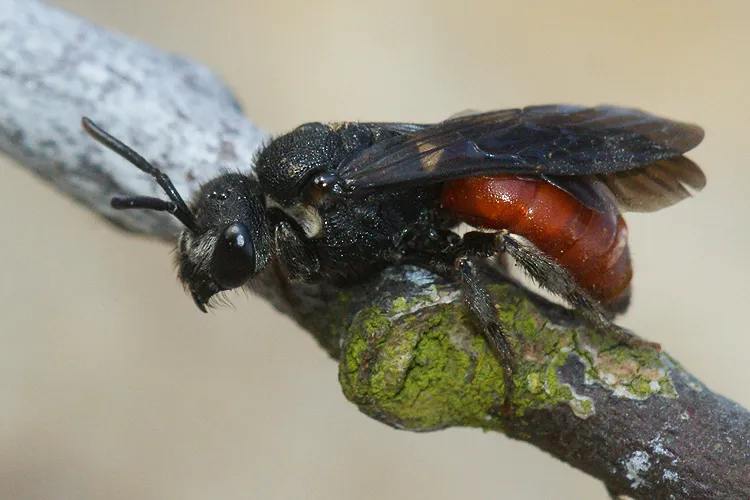 White-lipped Blood Bee - photo 3