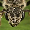 Sphecodes aroniae - photo 2