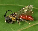 Sphecodes aroniae - photo 3