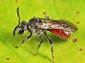 Sphecodes aroniae - photo 4