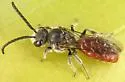 Sphecodes aroniae - photo 5