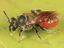 Sphecodes confertus