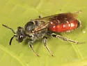 Sphecodes confertus - photo 2