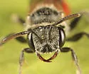 Sphecodes confertus - photo 3