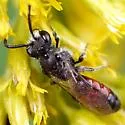Sphecodes davisii