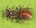 Sphecodes davisii - photo 2