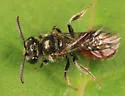 Sphecodes davisii - photo 3
