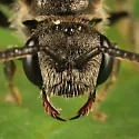 Sphecodes davisii - photo 4