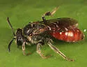 Sphecodes davisii - photo 5