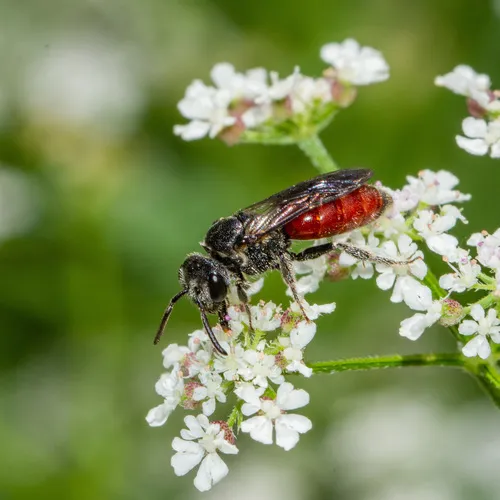 Scalloped Cuckoo Sweat Bee