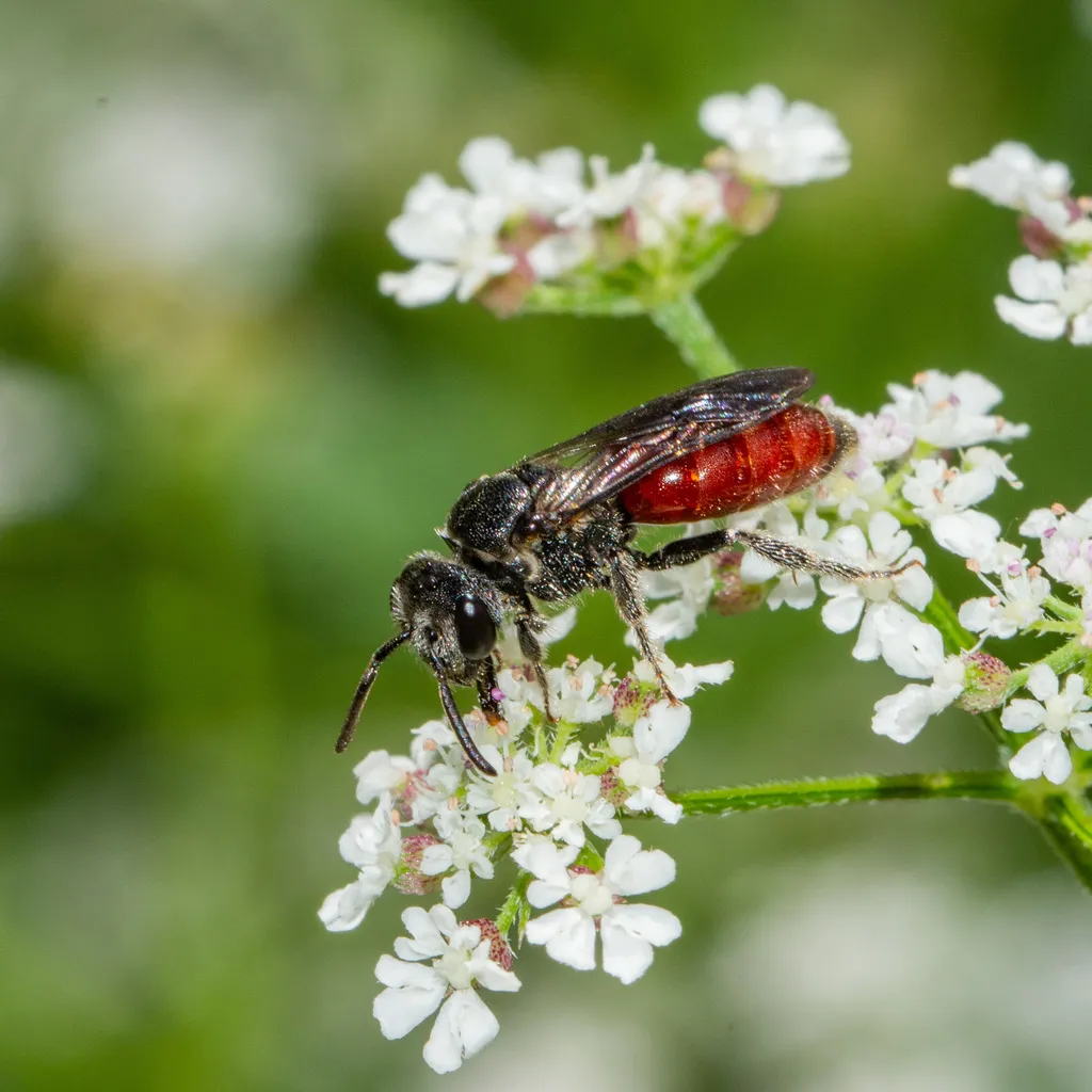 Scalloped Cuckoo Sweat Bee - photo 2