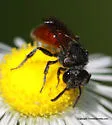 Cyclops Cuckoo Sweat Bee - photo 2