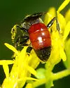 Cyclops Cuckoo Sweat Bee - photo 3