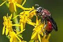Cyclops Cuckoo Sweat Bee - photo 4