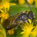 Cyclops Cuckoo Sweat Bee - photo 5