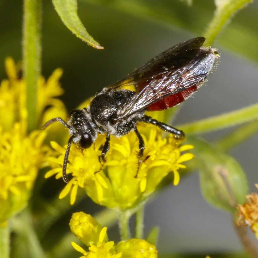 Sphecodes johnsonii - photo 2