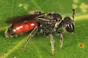 Sphecodes mandibularis - photo 2