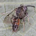 Sphecodes mandibularis - photo 3
