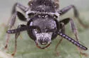 Sphecodes mandibularis - photo 4