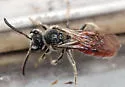 Sphecodes ranunculi - photo 2