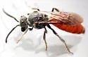 Sphecodes ranunculi - photo 3