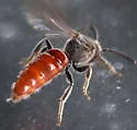 Sphecodes ranunculi - photo 4