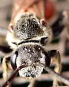 Sphecodes ranunculi - photo 5