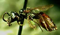 Sphecodes solonis - photo 2