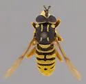 Sphecomyia brevicornis