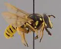 Sphecomyia brevicornis - photo 2