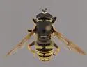 Sphecomyia columbiana
