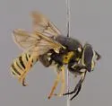 Sphecomyia columbiana - photo 2