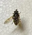 Sphecomyia columbiana - photo 3
